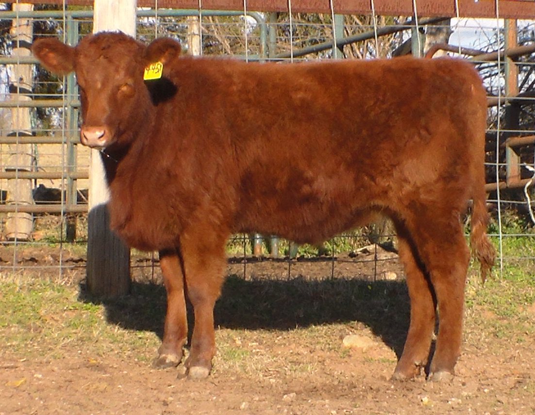 Bull and Female Sale